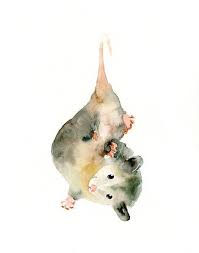 Opossum Print Printable Print Digital Download Art Etsy Animal Art Watercolor Animals Animal Paintings