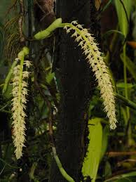Image result for Bulbophyllum vulcanicum