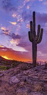 Consigue iconos gratis de клипарт desert island estilo color para tu diseño. 68 Ideas De Paisajes De Cactus Paisajes Cactus Desierto De Sonora