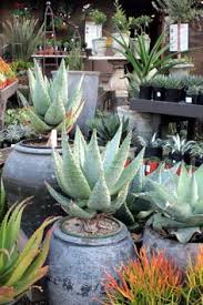 Image result for Aloe mossurilensis