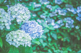 Bungaberacun #lebahmadu #vegetasiberacun vegetasi/bunga beracun bagi lebah. 5 Rahasia Hydrangea Apakah Hydrangea Beracun Zekkei Japan