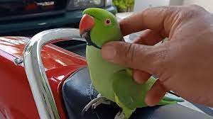 Check spelling or type a new query. Super Tame Talking Indian Ringneck Parrot Youtube