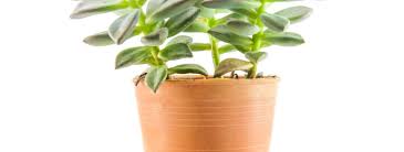 Maybe you would like to learn more about one of these? Espoma Give Succulents Some Light Espoma