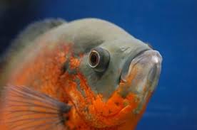 Feeding my oscars live feeder fish (comets & minnows) just wanted to share my aquarium full of oscars feeding. Oscar Fish Questions Lovetoknow
