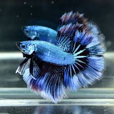 Live Betta Fish The Young Turquoise Half Moon Premium Male From Thailand Betta Fish Betta Siamese Fighting Fish