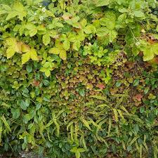 It is really quite simple. Woodland Inspired Ground Cover Plants For Semi Shade Bestall Co