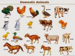 Resultado De Imagen Para Imagenes De Animales Domesticos En Ingles Farm Animals List Animals Name In English Animal Pictures For Kids
