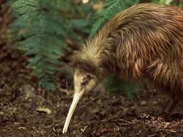 Die nachttiere leben am boden und können nicht fliegen. Neuseelands Natur Kiwi Australien Und Ozeanien Kultur Planet Wissen