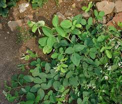 Image result for Uraria