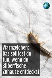 Warnzeichen Das Macht Ihr Falsch Wenn In Eurer Wohnung Silberfische Auftauchen Video Silberfische Fische Warnzeichen