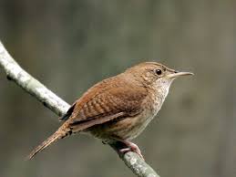 NJ Bird Photos: Birds of New Jersey: June 7, 2009