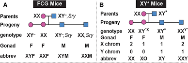 Sex Hormones And Sex Chromosomes Cause Sex Differences In