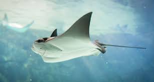 Check spelling or type a new query. Cual Animal Es El Pariente Mas Cercano De Los Tiburones National Geographic En Espanol