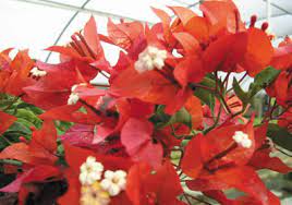 Then our server, fernando, brought out 2 sopes with refried beans, crema and cotija cheese. Red