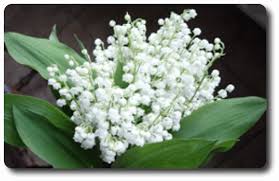Un nouveau coussinet, déco de pochon, sachet. 1er Mai Fleuriste Livre Fleurs Et Brin De Muguet Porte Bonheur