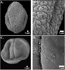 Image result for Diospyros crassiflora