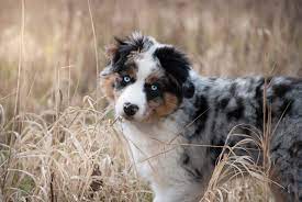Pin Op Australian Shepherd Jake Mila