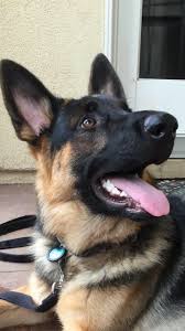 Our german shepherd puppies bloodlines are comprised of an extensive line of champion west german show dogs and some of the very best we are dedicated to breeding quality not quantity. Dog Dogoftheday Puppy Cute Dogs Breeds Shepherd Puppies Pets