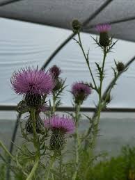 Image result for Cirsium