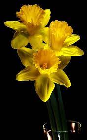 Pin On Yellow