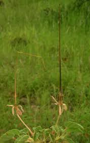 Image result for Monsonia senegalensis