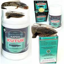 Check spelling or type a new query. Kapsul Kutuk Ikan Gabus Shopee Indonesia