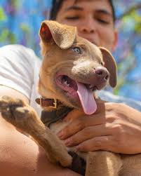 En nuestra búsqueda de arupos por Cumbayá, nos encontramos con este  pequeño. #adopt #dog #rescue #dogsofinstagram #dogsofquito #mutt #quito  #happy #nikon #arupo #huntingarupos #aruposenquito Jon • Nuo Foto 2019 @  Quito, Ecuador