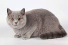 British Shorthair Kittens For Sale | Buy Now | Homepage ...
