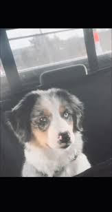 Australian Shepherd puppies for rehoming 10 weeks old