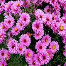 Image result for Asters `Jenny
