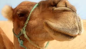 Get this useful book to understand islam, to understand god's plan for them, and to understand how you can be a part of his kingdom work. Camels Confirmation Of Creation Creation Com