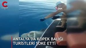 Bu Kez Antalya Da Goruldu Dev Kopek Baligi Kamerada
