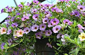 Maybe you would like to learn more about one of these? Million Bells Fairview Garden Center Raleigh Nc