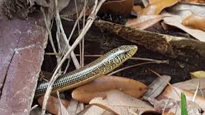 Snakes can be distinguished from legless lizards by they lack of eyelids and having external ears. Lizards Without Legs Steemit