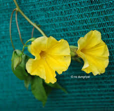 Image result for Merremia kentrocaulos