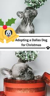 If adopting a dog, bring any dogs currently living in the home for a meet. Texas Spca Archives We Are Dallas Fort Worth