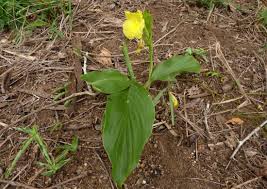 Image result for Siphonochilus kirkii - yellow-flowered form