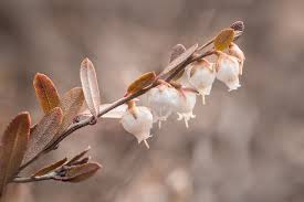 Image result for Chamaeclitandra