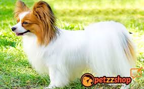 Papillon Kopek Cinsi Ozellikleri Petzz Blog