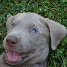 Lancaster puppies advertises puppies for sale in pa, as well as ohio, indiana, new york and other states. Livingston Silver Labs Home Facebook