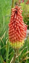 Image result for Kniphofia thomsonii
