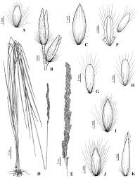 Image result for Eriochrysis pallida