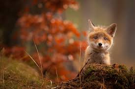 Check spelling or type a new query. Cute Baby Animals Cute Baby Fox Pictures Novocom Top