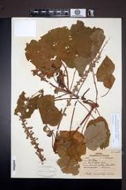 Image result for Croton macrostachyus