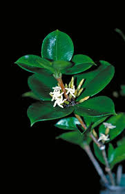 Image result for Alyxia