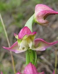 Image result for Disperis