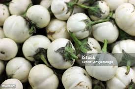 Image result for Solanum macrocarpon