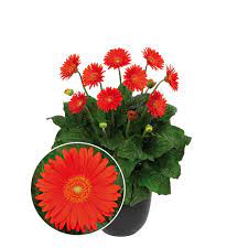 Check spelling or type a new query. We Can Now Take Gerberas Outdoors All Season Canada Blooms