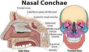 Nasal Conchae Nasal Turbinates The Respiratory System