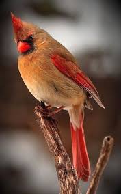 Pin By Lori Leffew On Birds Of New York In 2020 Beautiful Birds Birds Cardinal Birds